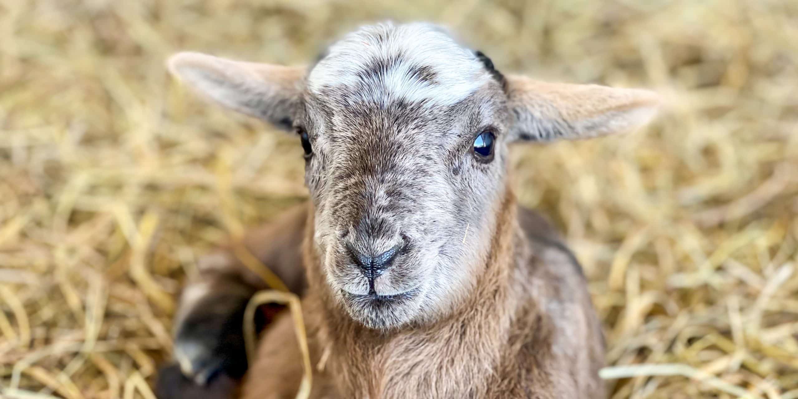 Baby lamb at Richwood Valley