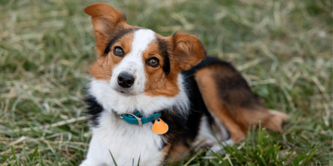 darby header Darby the dog